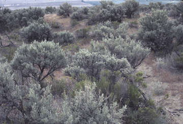 Columbia Basin Ecoregion scene