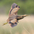 Note dark flight feathers. Note dark flight feathers.