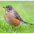 Female. Note: pale red breast. Female. Note: pale red breast.