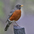 Male. Note: rich, red chest; lack of white throat. Male. Note: rich, red chest; lack of white throat.