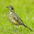 Juvenile. Note: speckled breast and more prominent facial markings. Juvenile. Note: speckled breast and more prominent facial markings.