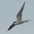 Adult breeding. Note: gray underparts Adult breeding. Note: gray underparts