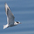Adult nonbreeding Adult nonbreeding