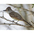 Note: pale gray throat and breast, yellow belly and rufous undertail Note: pale gray throat and breast, yellow belly and rufous undertail
