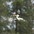 Breeding adult in flight. Breeding adult in flight.