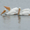 Feeding behavior Feeding behavior