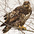 Juvenile Juvenile