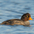 Female. Note: orange bill and steep forehead. Female. Note: orange bill and steep forehead.