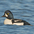 Male. Note: steep forehead, and white crecent on face. Black meets water towards front of sides (compare male Common Goldeneye). Male. Note: steep forehead, and white crecent on face. Black meets water towards front of sides (compare male Common Goldeneye).