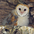 Fledgling Fledgling