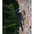 Female. Note: all black crown (lacks yellow crown of male), black forecrown, and lacks thin white supercilium of American Three-toed Woodpecker. Female. Note: all black crown (lacks yellow crown of male), black forecrown, and lacks thin white supercilium of American Three-toed Woodpecker.