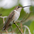 Female. Note: long, slightly drooping bill, tail reaches slightly beyond wingtips. Female. Note: long, slightly drooping bill, tail reaches slightly beyond wingtips.