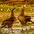 Courting adults on Midway Island (South Pacific) Courting adults on Midway Island (South Pacific)