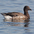 Juvenile. Note: black neck. Juvenile. Note: black neck.