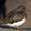 Winter plumage Winter plumage