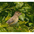 Female. Note: large pinkish bill. Female. Note: large pinkish bill.