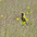 Male Male