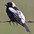Male Male