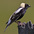 Male Male
