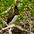 Breeding plumage adult. Breeding plumage adult.