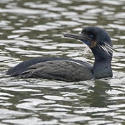 Breeding adult. Note: blue throat pouch and white  Breeding adult. Note: blue throat pouch and white