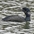 Breeding adult. Note: blue throat pouch and white  Breeding adult. Note: blue throat pouch and white