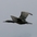 Adult nonbreeding plumage, in flight. Note: light tan patch on throat behind bill, neck even with body in flight. Adult nonbreeding plumage, in flight. Note: light tan patch on throat behind bill, neck even with body in flight.