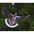 Adult. Note: pale tail tip. Adult. Note: pale tail tip.