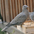 Juvenile Juvenile