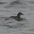 Adult plumage. Note: white crescent above eye, upcurved lower mandible (with pale patch near base). Adult plumage. Note: white crescent above eye, upcurved lower mandible (with pale patch near base).