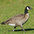 Aleutian race. Note: white neck band Aleutian race. Note: white neck band