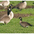 Minima on right, Canada Goose on left. Minima on right, Canada Goose on left.