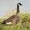 Taverni race. Note: short bill but larger than minima (difficult to separate from parvipes Canada Goose). Taverni race. Note: short bill but larger than minima (difficult to separate from parvipes Canada Goose).