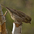 Female. Note: crispy streaking on back and sparse crisp streaks on breast. Female. Note: crispy streaking on back and sparse crisp streaks on breast.