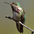 Male. Note streaked gorget (throat) Male. Note streaked gorget (throat)