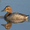 Female. Note: long black bill leading into a deeply sloping forehead. Female. Note: long black bill leading into a deeply sloping forehead.