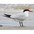 Adult breeding Adult breeding