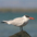 Adult nonbreeding. Note: faded black cap. Adult nonbreeding. Note: faded black cap.