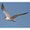 Adult nonbreeding. Adult nonbreeding.