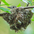 Adult on nest. Adult on nest.