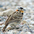 Breeding male plumage. Breeding male plumage.