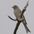 Juvenile Juvenile