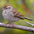Adult nonbreeding plumage. Note: pink bill and rufous tinged crown. Adult nonbreeding plumage. Note: pink bill and rufous tinged crown.