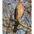 Juvenile. Note: bold tear dropped streaking on breast and flanks and outer tail feathers that are shorter than the center tail feathers (creating a layered effect). Juvenile. Note: bold tear dropped streaking on breast and flanks and outer tail feathers that are shorter than the center tail feathers (creating a layered effect).