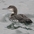 Adult nonbreeding. Note: thick bill and notched collar. Adult nonbreeding. Note: thick bill and notched collar.