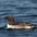 Breeding plumage Breeding plumage