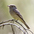 Note: round head, short primary projection, and long tail. Note: round head, short primary projection, and long tail.