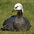 Juvenile molting into breeding plumage. Juvenile molting into breeding plumage.