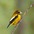 Male Male