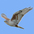 Adult  Adult